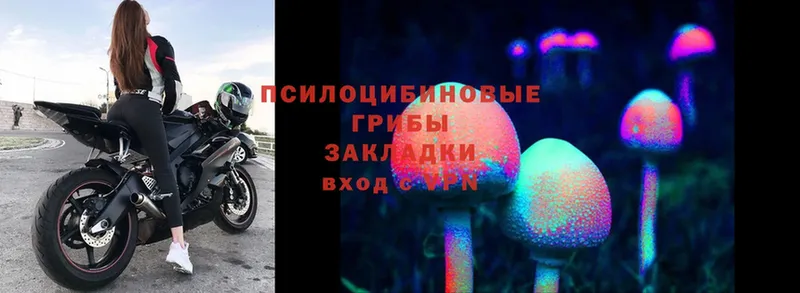 Псилоцибиновые грибы Magic Shrooms  где продают   Гатчина 